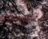 Dead Kids Foundation | SERIE – W H I T E H A L L