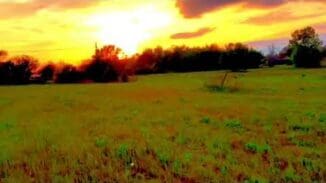 County Bluff | SERIES – 2018-04-25 – Fall aster