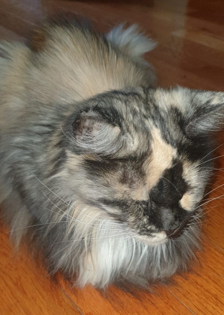 Coco
